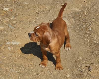 Perdigueiro Portugus Pedigree TOP