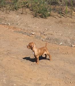 Perdigueiro Portugus Pedigree TOP