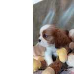 Cavalier King Charles cavalier king charles spaniel Paran So Jos Dos Pinhais