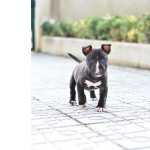 Bull Terrier Miniatura Bull terrier miniatura machos Porto Amarante
