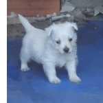 West Highland White Terrier WEST TERRIER LINDOS FILHOTES