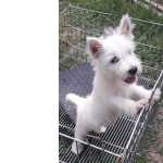 West Highland White Terrier Wes highland white terrier RJ
