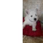 West Highland White Terrier femea de West highland white terrier RJ