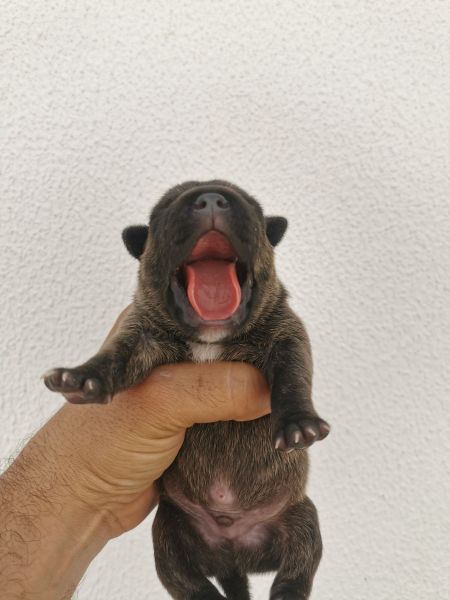 Staffordshire bull terrier