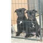 Staffordshire Bull Terrier Staffordshire bull terrier Lisboa Lisboa