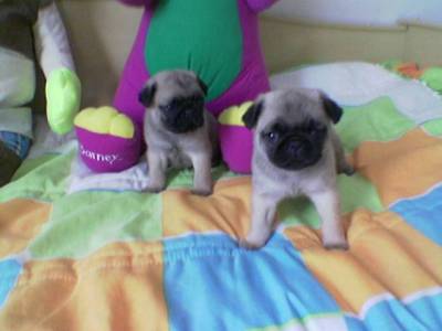 pug otimo preo