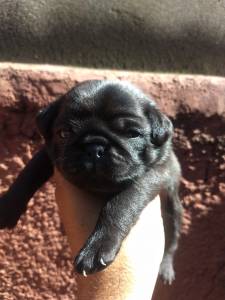 pug otimo preo