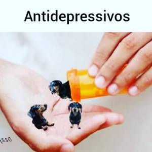 BASSET MINI TECKEL MACHOS E FMEAS E DOURADO PARC DEZ X ENTREGO HOJE CHAMA NO ZAP