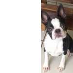 Boston Terrier Boston terrier disponiveis