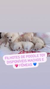 FILHOTE DE POODLE TOY FMEA DISPONVEL