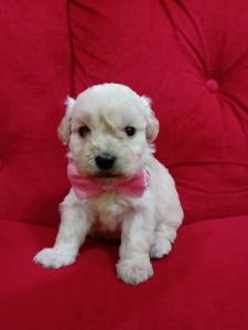 FILHOTE DE POODLE TOY FMEA DISPONVEL