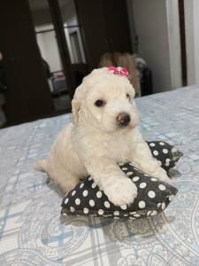 FILHOTE DE POODLE TOY FMEA DISPONVEL