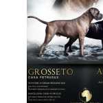 Cane Corso NINHADA DE CANE CORSO Setbal Seixal