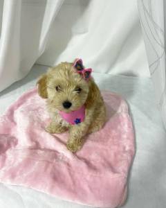 FILHOTE DE POODLE TOY FMEA