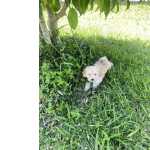 Poodle Toy FILHOTE DE POODLE TOY MACHO So Paulo Granja Viana