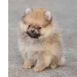 Spitz Alemo Spitz Alemo Ano