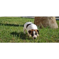 Jack Russel Terrier Jack Russel Terrier Santarm Santarm