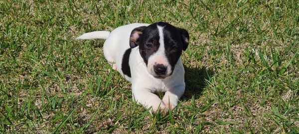 Jack Russel Terrier