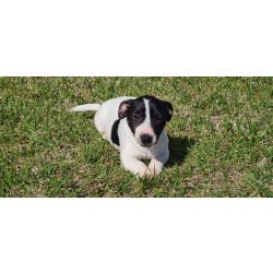 Jack Russel Terrier Jack Russel Terrier Santarm Santarm