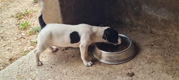 Jack Russel Terrier