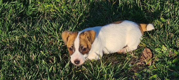 Jack Russel Terrier