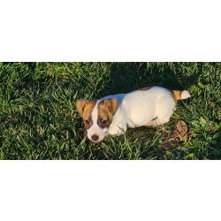 Jack Russel Terrier Jack Russel Terrier Santar�m Santar�m