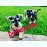 Schnauzer Miniatura (ano) Schnauzer mini macho So Paulo Santa Isabel