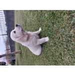 Golden Retriever Golden Retriever Lop e Afixo exames de sade Aveiro Oi