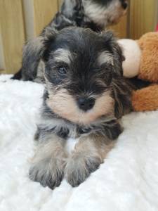 Schnauzer miniatura Sal e Pimenta