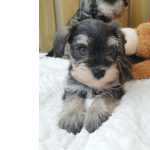 Schnauzer Miniatura Schnauzer miniatura Sal e Pimenta
