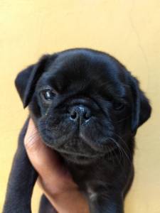 pug otimo preo