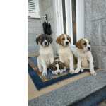 Co De Gado Transmontano Cachorro Co de Gado Transmontano Viseu Castro Daire