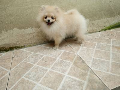 Spitz Alemo anao lulu da pomerania macho creme parcelamos sem juros RJ