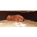 Retriever Do Labrador Labradores chocolate Santarm Santarm