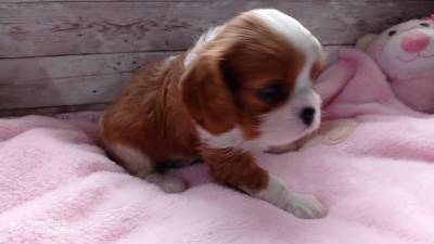 cavalier king charles spaniel