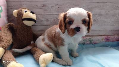 cavalier king charles spaniel