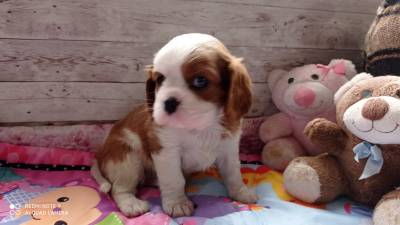 cavalier king charles spaniel