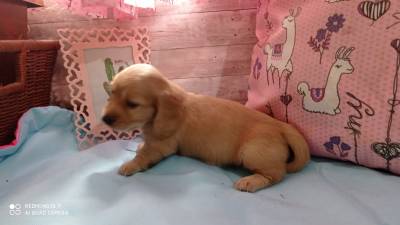 dachshund-teckel pelo longo creme