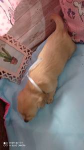 dachshund-teckel pelo longo creme