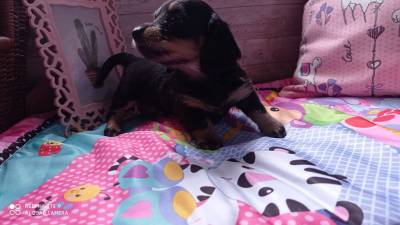 dachshund teckel  miniatura  arlequim e black