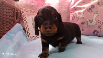 dachshund teckel  miniatura  arlequim e black