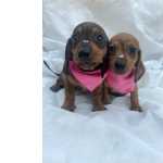 Dachshund BASSET MINI TECKEL LINDA FMEA DOURADA PARC ENTREGO HOJE CHAMA NO ZAP Pernambuco Cotia