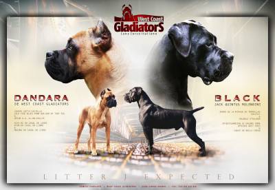 Cane Corso italiano