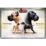 Cane Corso Cane Corso italiano Lisboa Lourinh