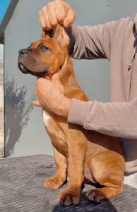 Cane Corso italiano