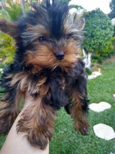 YORKSHIRE TERRIER