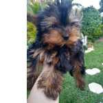 Yorkshire Terrier YORKSHIRE TERRIER So Paulo Vargem Grande Paulista