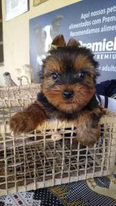 YORKSHIRE TERRIER