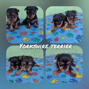 YORKSHIRE TERRIER