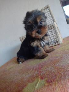 YORKSHIRE TERRIER